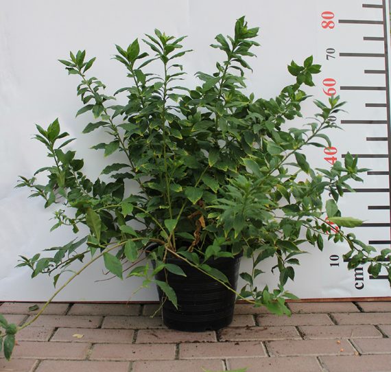 Brunfelsia latifolia 50-60cm