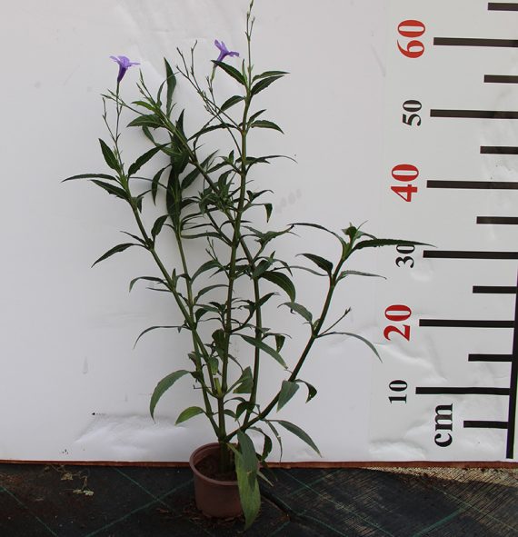 Ruellia ciliosa "purple'' 15-20cm - Image 3