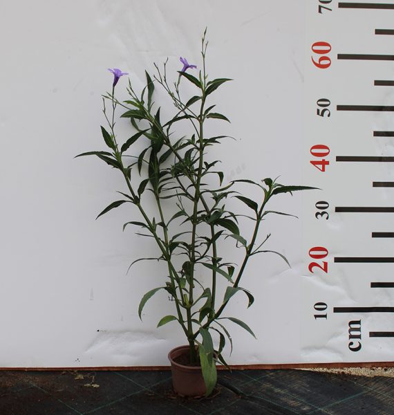 Ruellia ciliosa "purple'' 15-20cm - Image 2