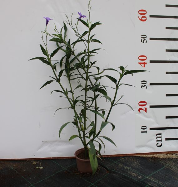 Ruellia ciliosa "purple'' 15-20cm