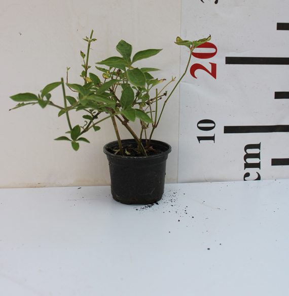 Alternanthera "Green" 10-15CM - Image 2