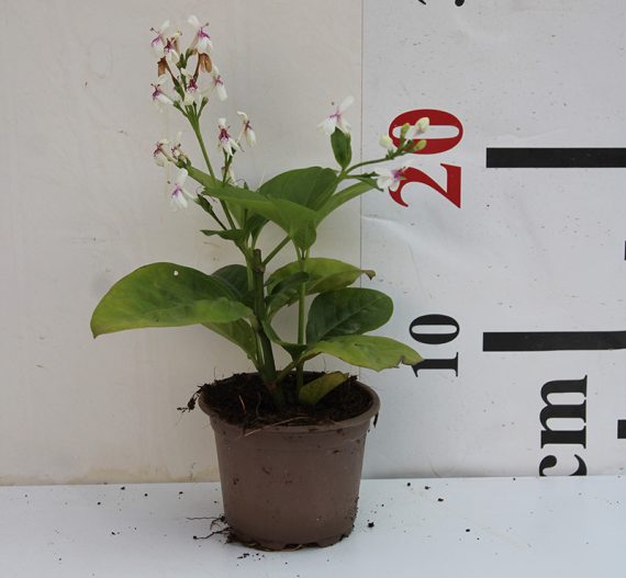 Eranthemum "Green" 10-15cm