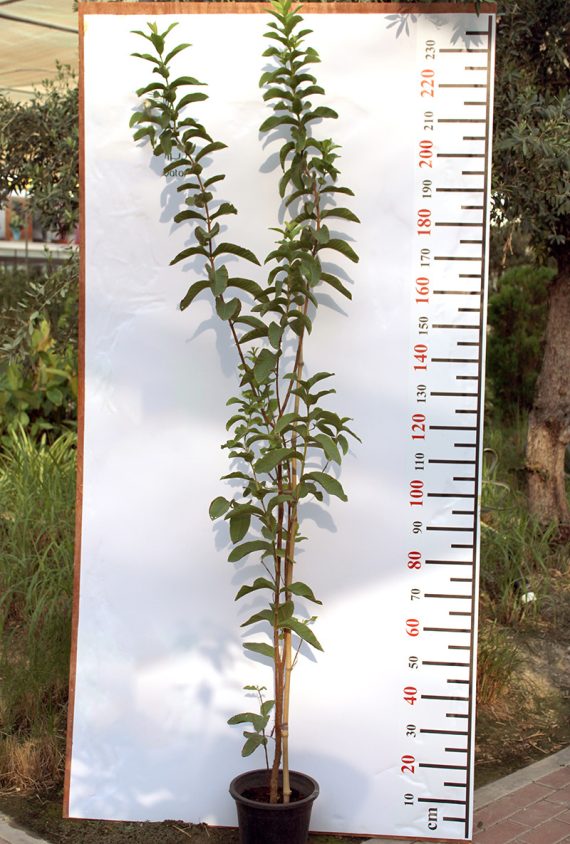 Psidium "Guava" Pakistan ( 1.2 - 1.5m Height )