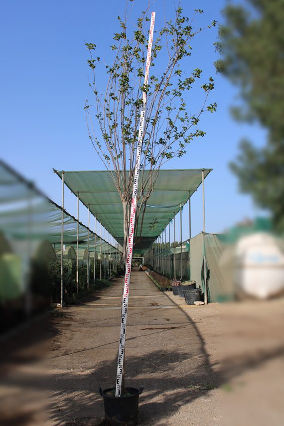 Lagerstroemia indica - Image 2