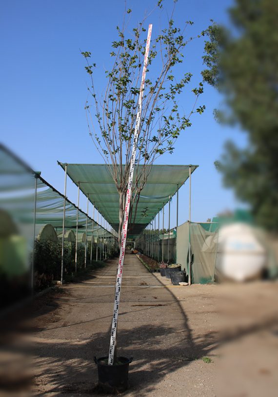 Lagerstroemia indica