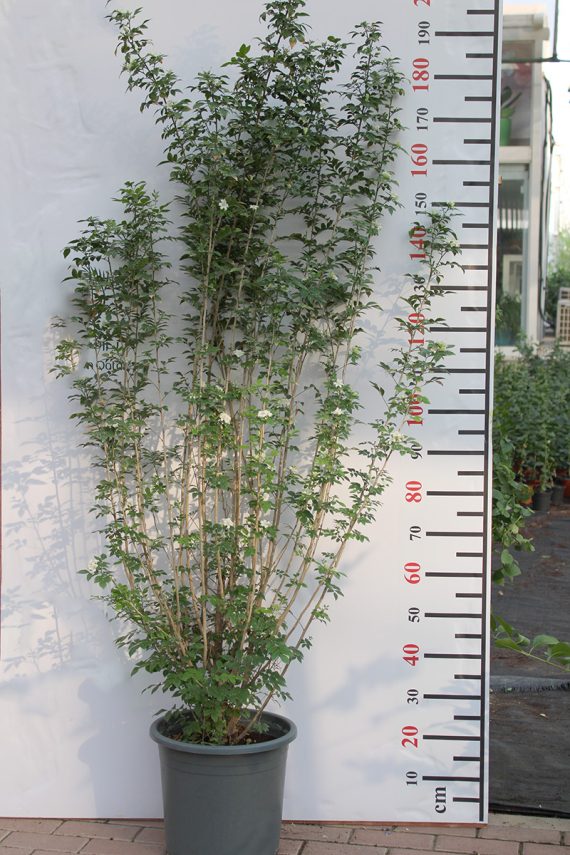 Murraya paniculata 1.8-2m - Image 2