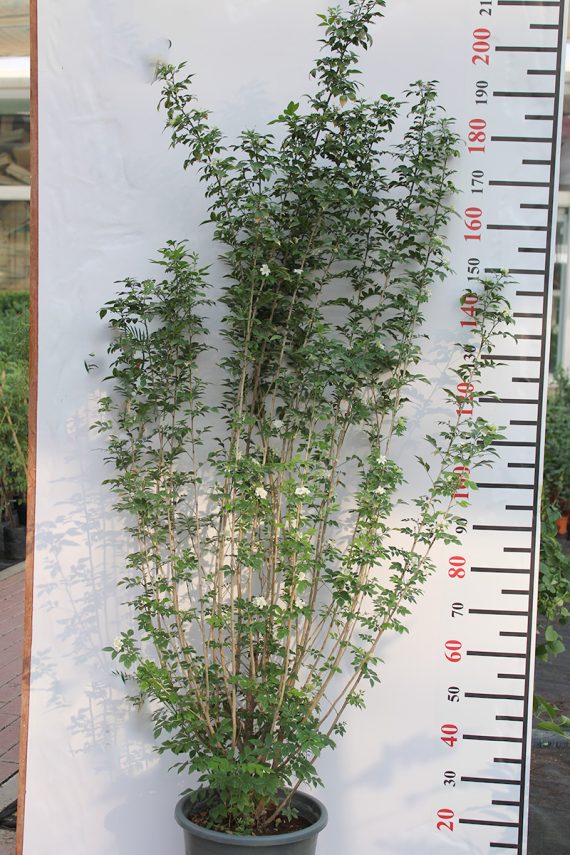 Murraya paniculata 1.8-2m