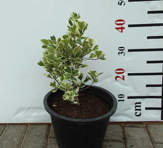 Ficus Variegated - Image 3