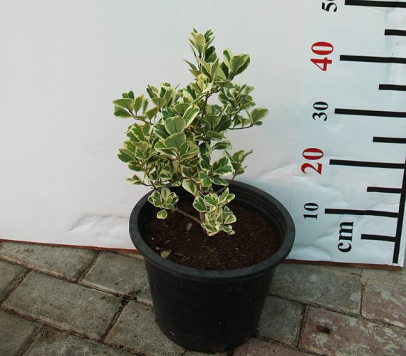 Ficus Variegated - Image 2