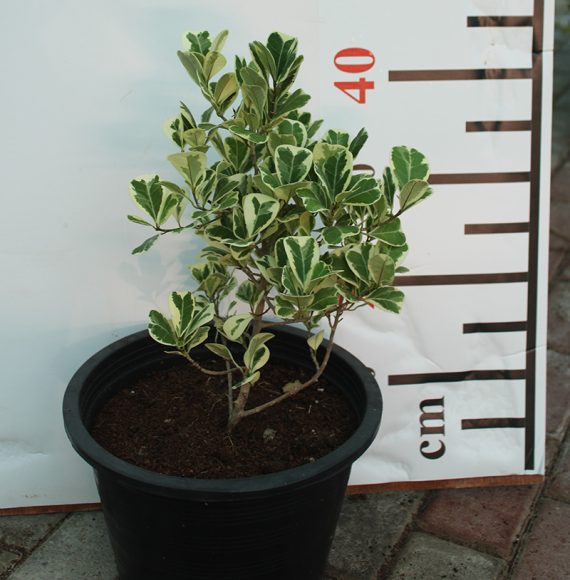 Ficus Variegated