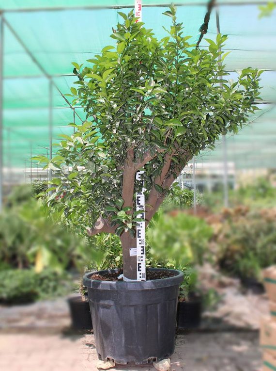 Citrus Reticulata" Turkey Oran ( 25-30cm Girth, 55 Ltr Pot )