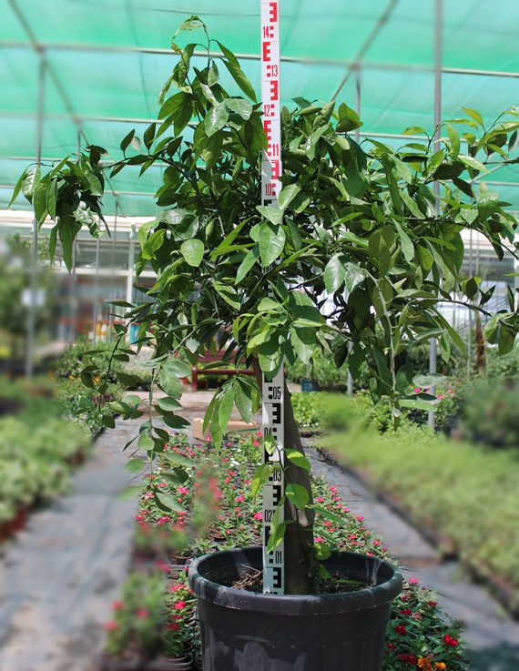 Citrus Reticulata''Mandarin'' (90-100cm Ht)