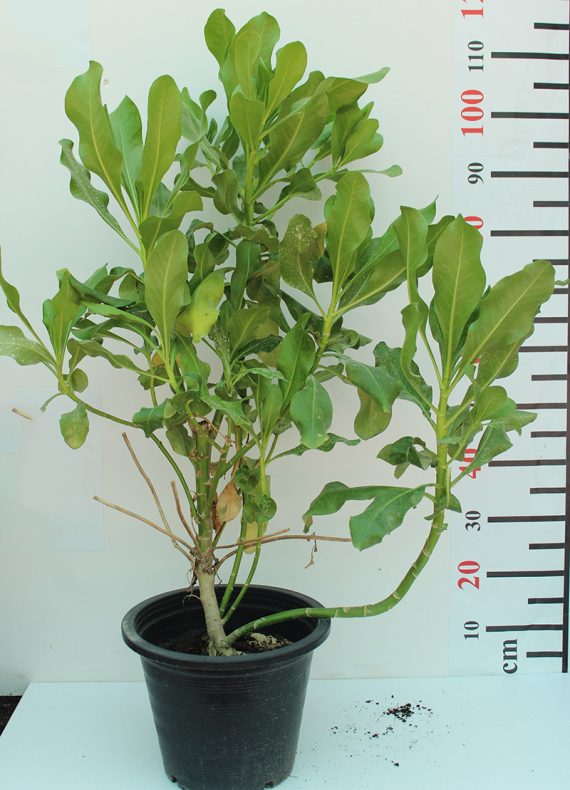 Scaevola Frutescens - Image 2