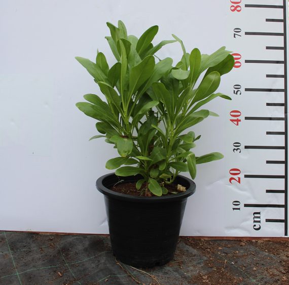 Scaevola Frutescens