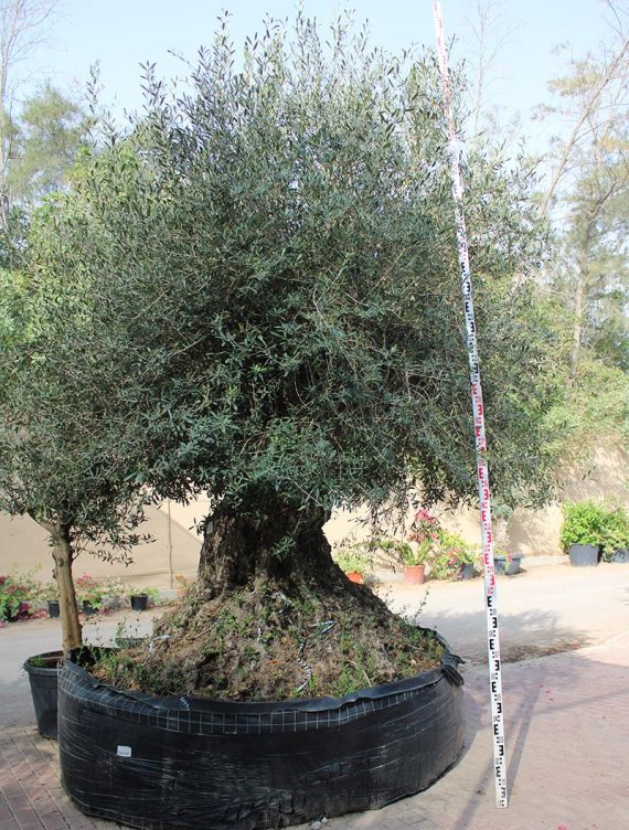 Olea Europaea