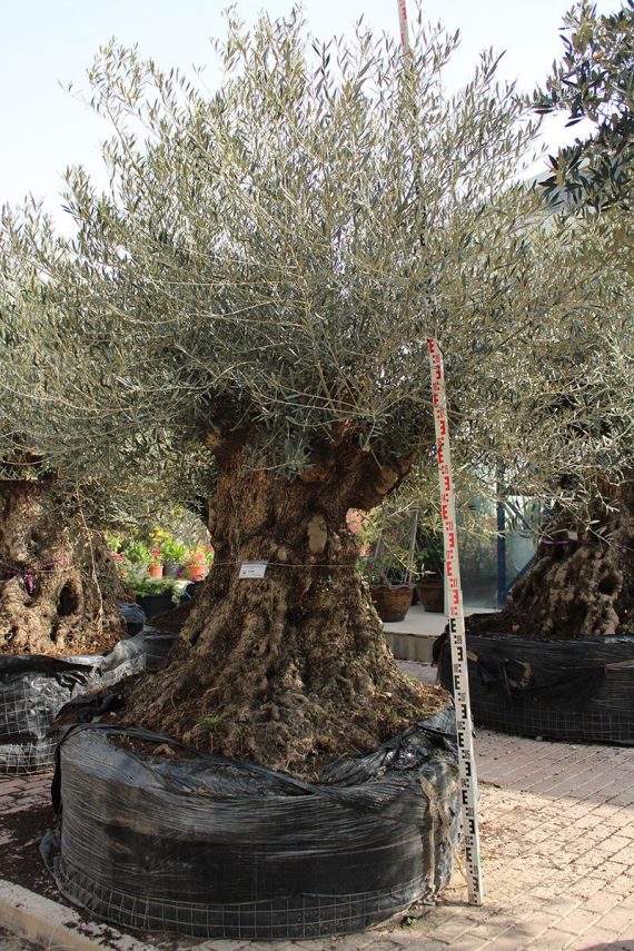 Olea Europaea Lechin SC Grande