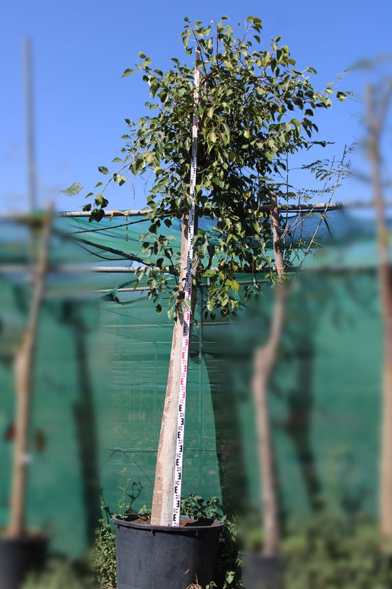 Ficus religiosa (3.5-4.5m Ht, 2m CS,150-170mm)