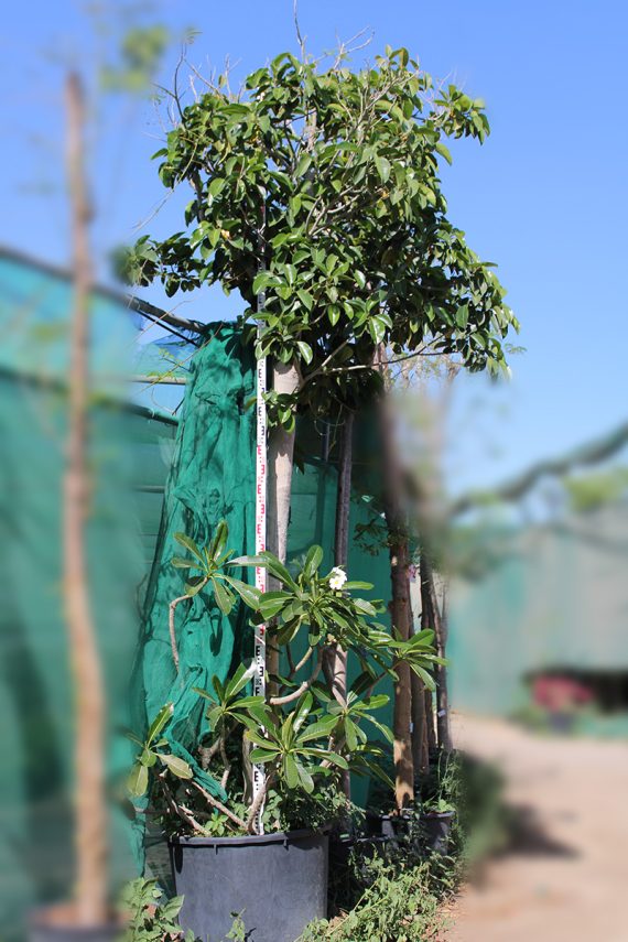 Ficus altissima 4.0-4.5m Ht, 2.5m CS, 10-11cm