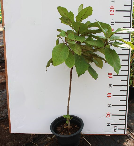 Terminalia catappa (80-100cm Ht)