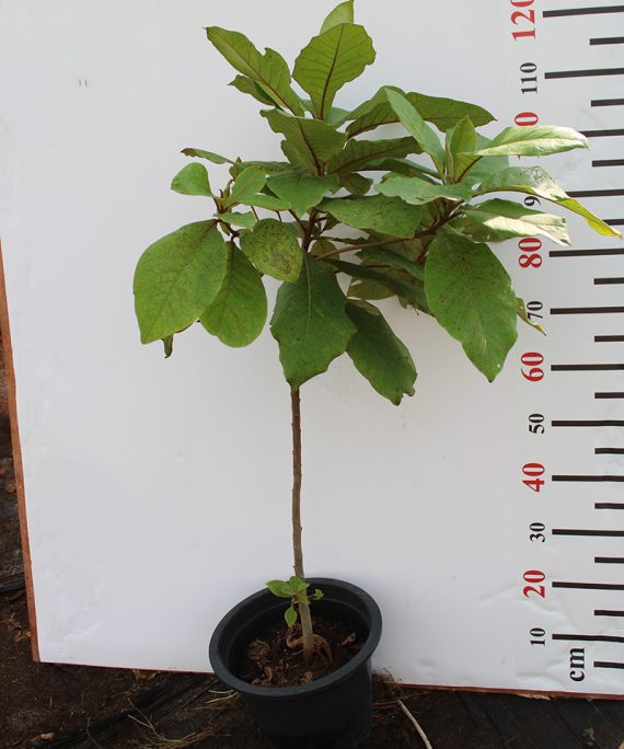 Terminalia catappa (80-100cm Ht) - Image 2