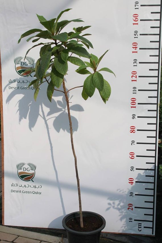 Dianella tasmanica 30-40cm - Image 2