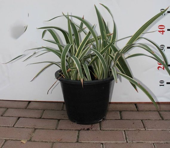 Dianella tasmanica 30-40cm