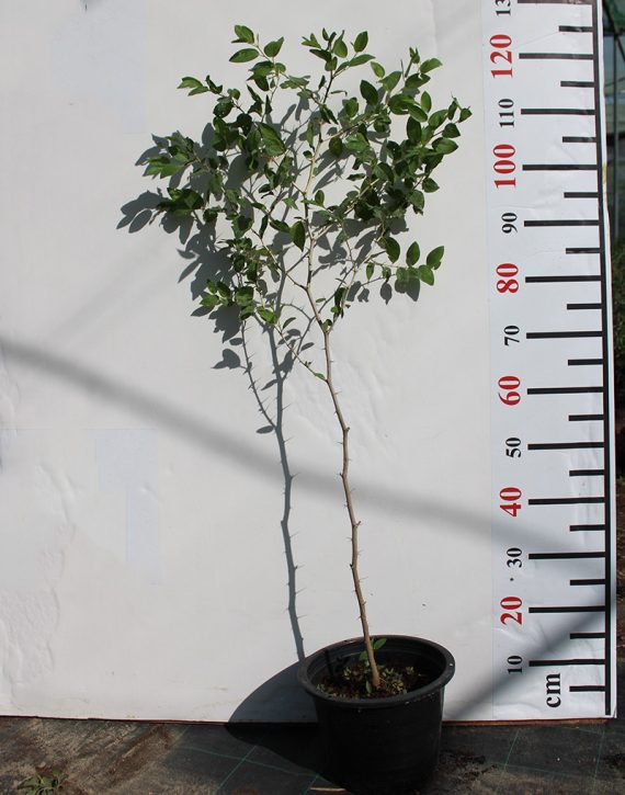 Ziziphus spina-christi (1.5-2.0m Ht)