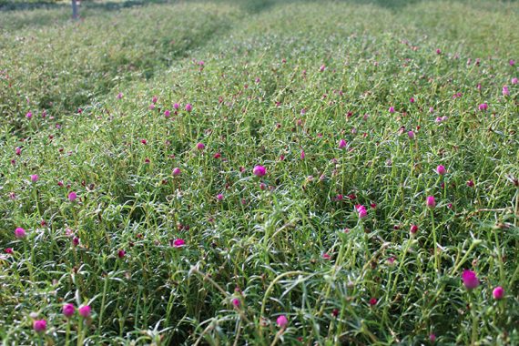 Portulaca grandiflora Mix 10 - 15cm - Image 4