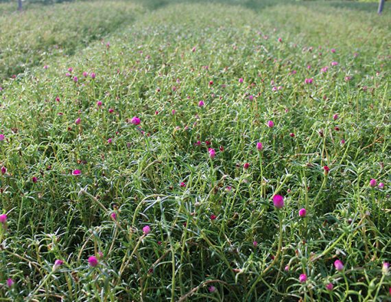 Portulaca grandiflora Mix 10 - 15cm - Image 2