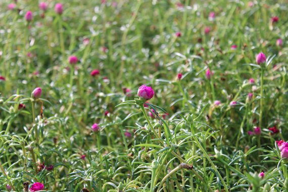 Portulaca grandiflora Mix 10 - 15cm