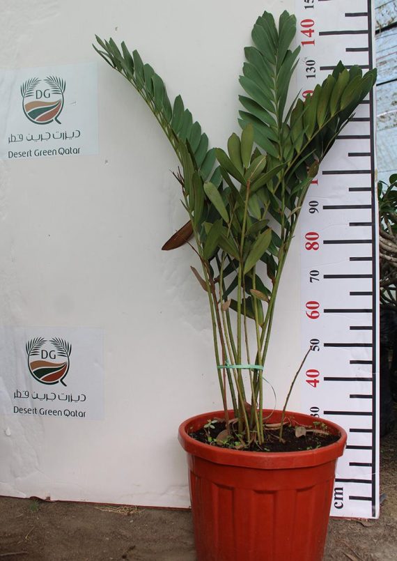 Zamia furfuracea