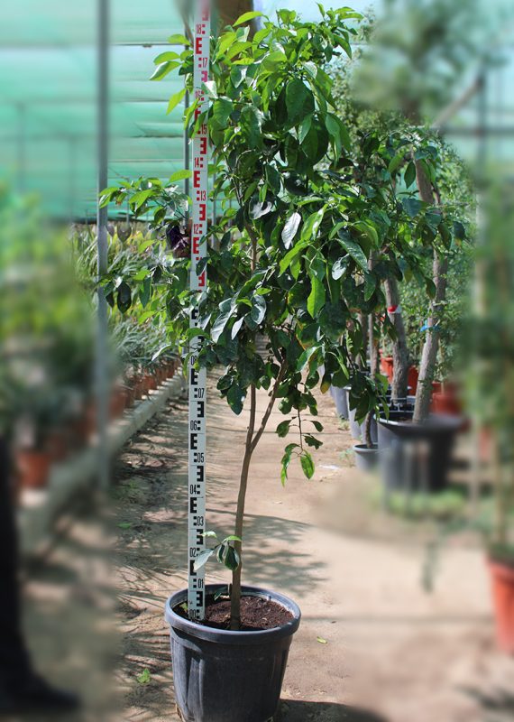 Citrus Orange (Sinensis) 1.5m