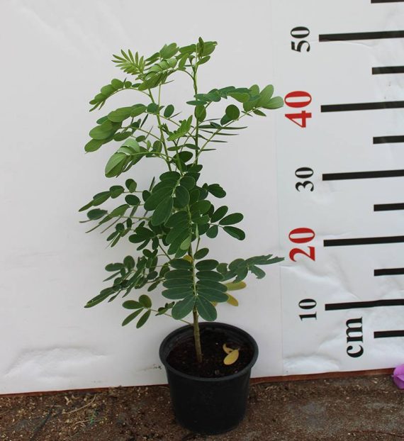 Cassia glauca 40-50cm