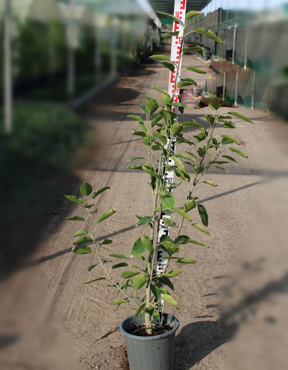 Ficus Altissima (1.2-1.5m Ht) - Image 2