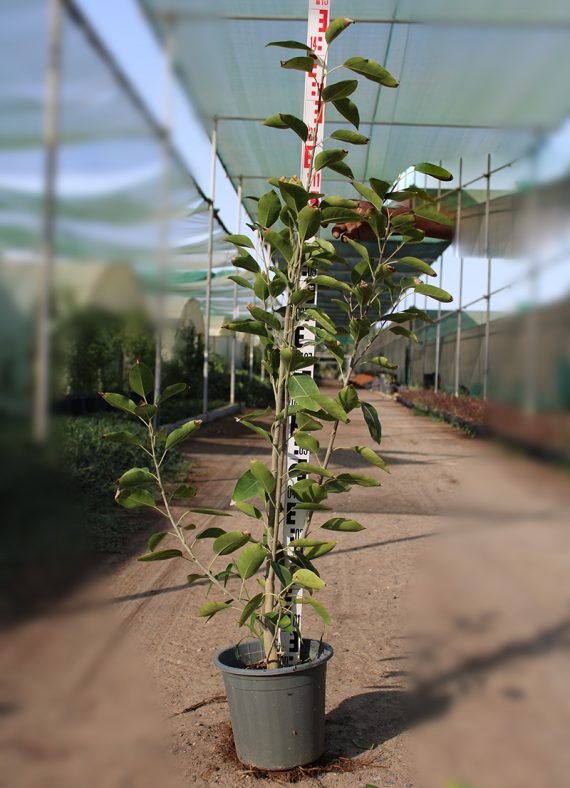 Ficus Altissima (1.2-1.5m Ht)