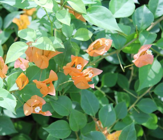 Bougainvillea Orange 20-25cm - Image 3