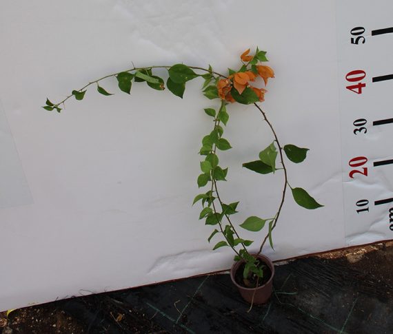 Bougainvillea Orange 20-25cm