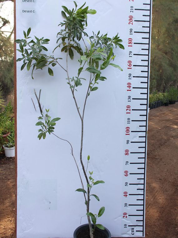 Tabebuia rosea (1.2-1.5 m O.A Ht)