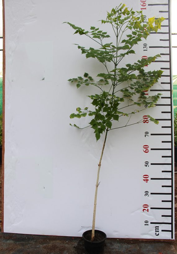 Millingtonia hortensis (1-1.2 m O.A Ht)