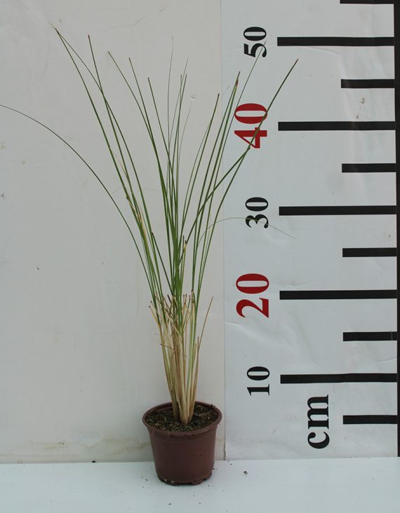 Muhlenbergia Cappilaris 30-40cm