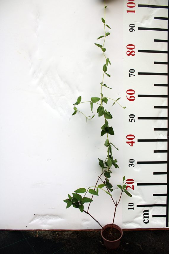 Lonicera halliana 15-20cm