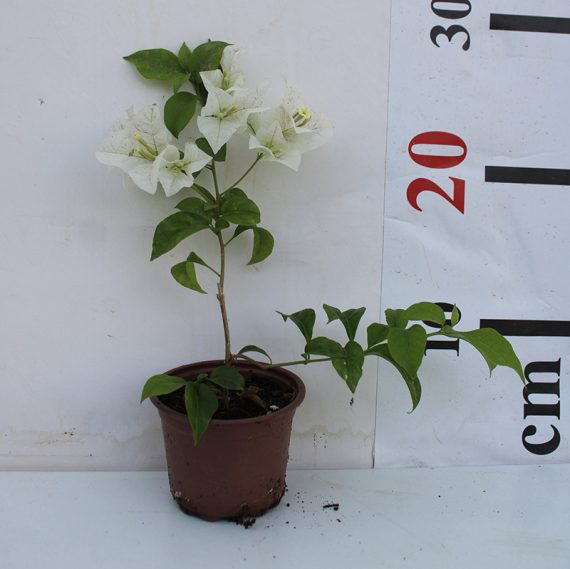 Bougainvillea glabra 'White' 30-40cm