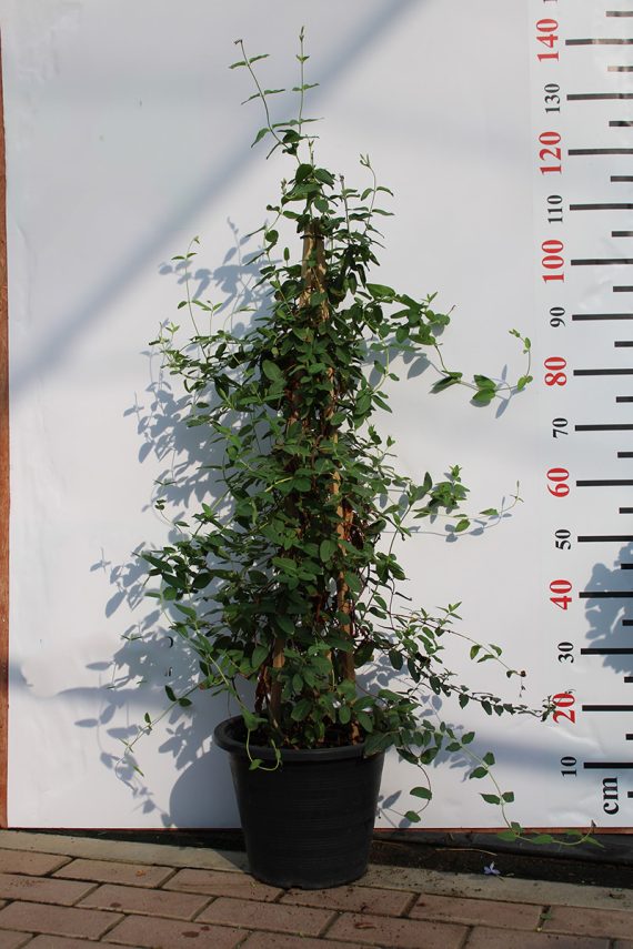 Lonicera halliana 70-80cm