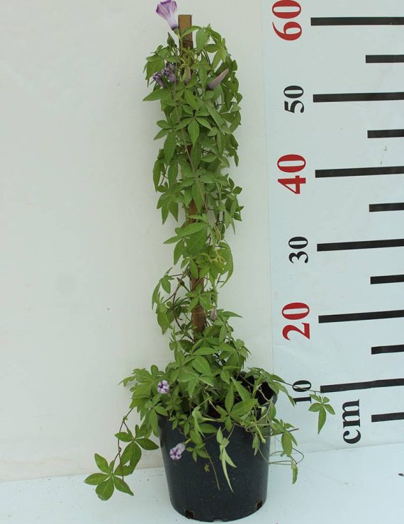 Ipomoea Cairica Palmata 55-60cm