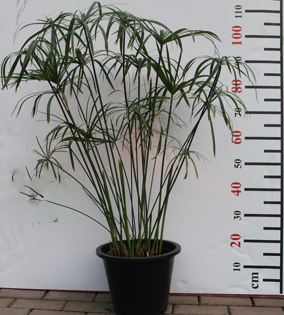 Cyperus Alternifolius 40-50cm