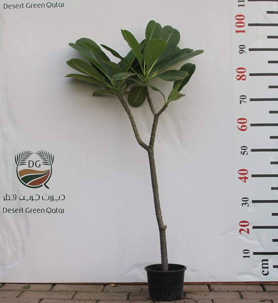 Plumeria obtusa 70cm-80c Ht