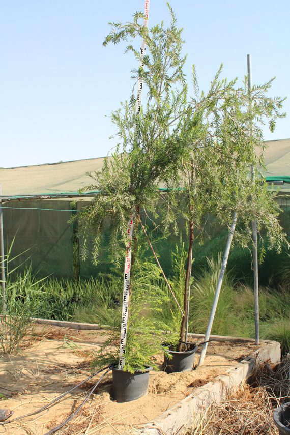 Callistemon Viminalis (2.5m Height, 90-100mm Girth) - Image 3