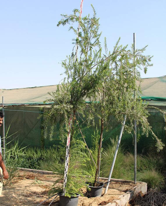 Callistemon Viminalis (2.5m Height, 90-100mm Girth)