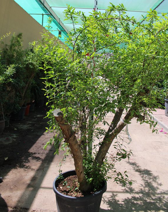 Punica granatum " Turkey " (175-200cm Spread, 125Ltr Pot) - Image 2