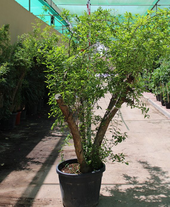 Punica granatum " Turkey " (175-200cm Spread, 125Ltr Pot)